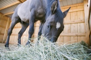 Equine Virus