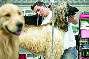 Dog show