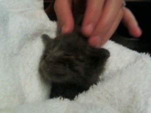 Kittens rescued from Mesa flood waters