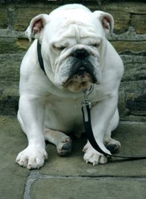 Leash laws