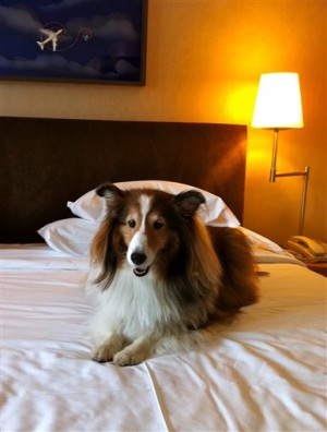 Pets Holiday Travel