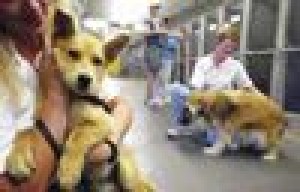 Nonprofit helping county help animals 