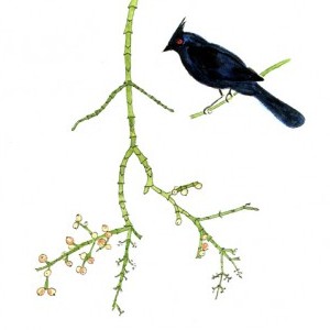 Desert mistletoe