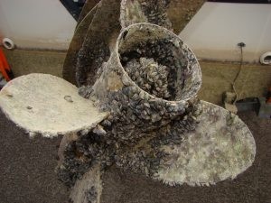 Agencies warn boaters about mussels 