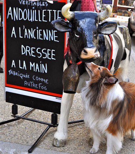 Pets Holiday Travel