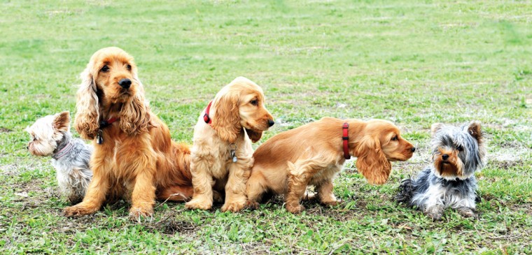 Puppy party