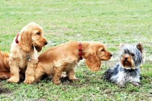 Puppy party