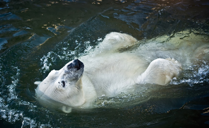 polar bear