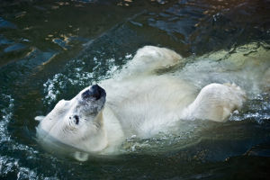 polar bear