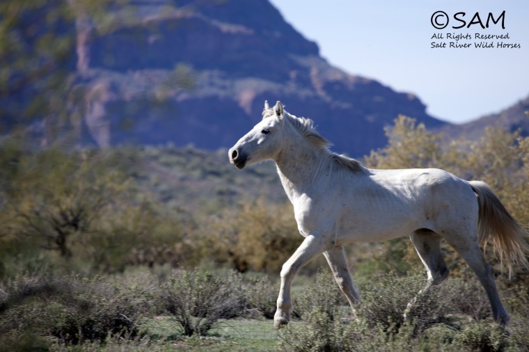 Horses at Salt River
