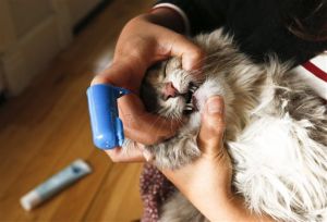 Pets-Bad Breath