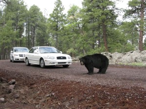 Bearizona Wildlife Park