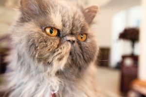 afn.082510.com.animalrescue7.jpg