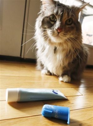 Pets-Bad Breath