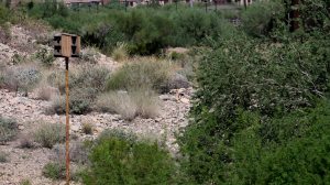 Scottsdale golf course a sanctuary of nature 