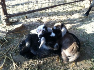 Missing Baby Goats