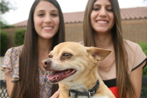 Chihuahua Races