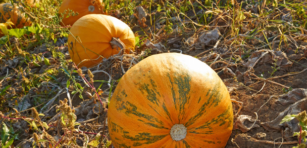 Pumpkins