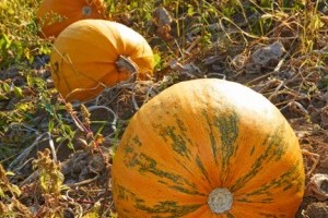 Pumpkins