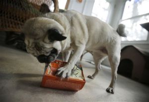 Pets-Food Toys