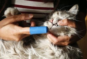 Pets-Bad Breath