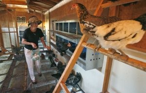 Tour spotlights urban chicken farming 