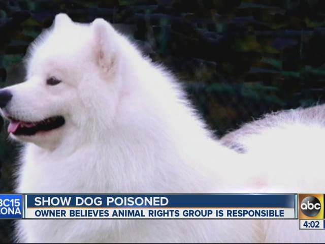 Valley show dog killed at Westminster?
