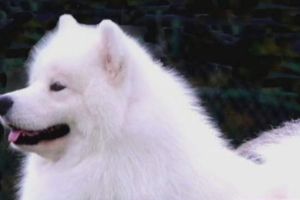 Valley show dog killed at Westminster?