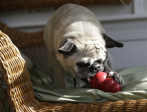 Pets-Food Toys