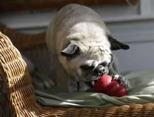 Pets-Food Toys