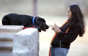 Labs rule the kennel in Gilbert, Queen Creek 