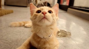 Cat rescue group needs new home 