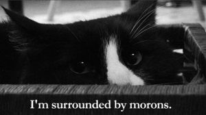 Pets-Internet Cat Stars