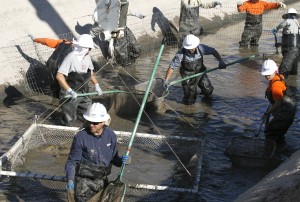 SRP Fish Herding