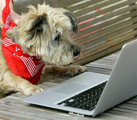 Social networking raises fun, funds for rescue pets 