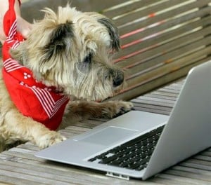 Social networking raises fun, funds for rescue pets 