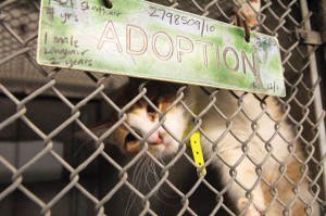 Animal euthanasia: Easy solution, difficult problem 