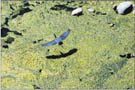 With a little help, Salt River riparian area thrives 