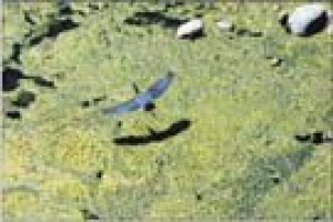 With a little help, Salt River riparian area thrives 