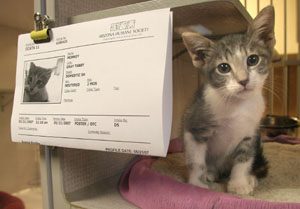 Valley Humane Society battling kitten overload 