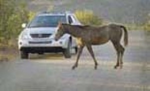 Policy will limit where horses and cattle roam 