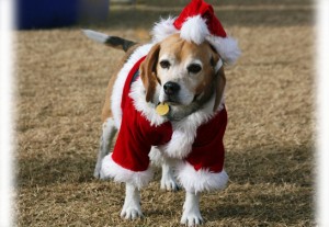 Santa Paws