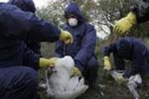 Russia reports bird flu cases 