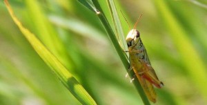 Grasshopper infestation forces livestock sales 