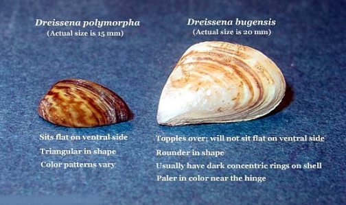 Outdoors: Quagga mussel invasion confirmed at Lake Pleasant 