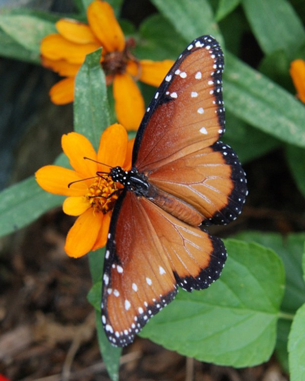 Queen Butterfly