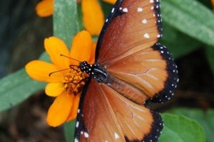 Queen Butterfly