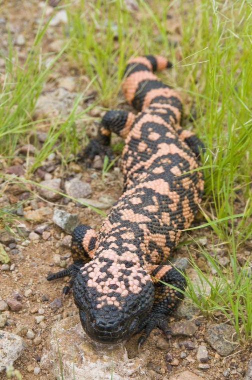 Gila Monster