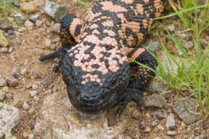 Gila Monster