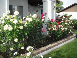 Rose Tour, Sheard home